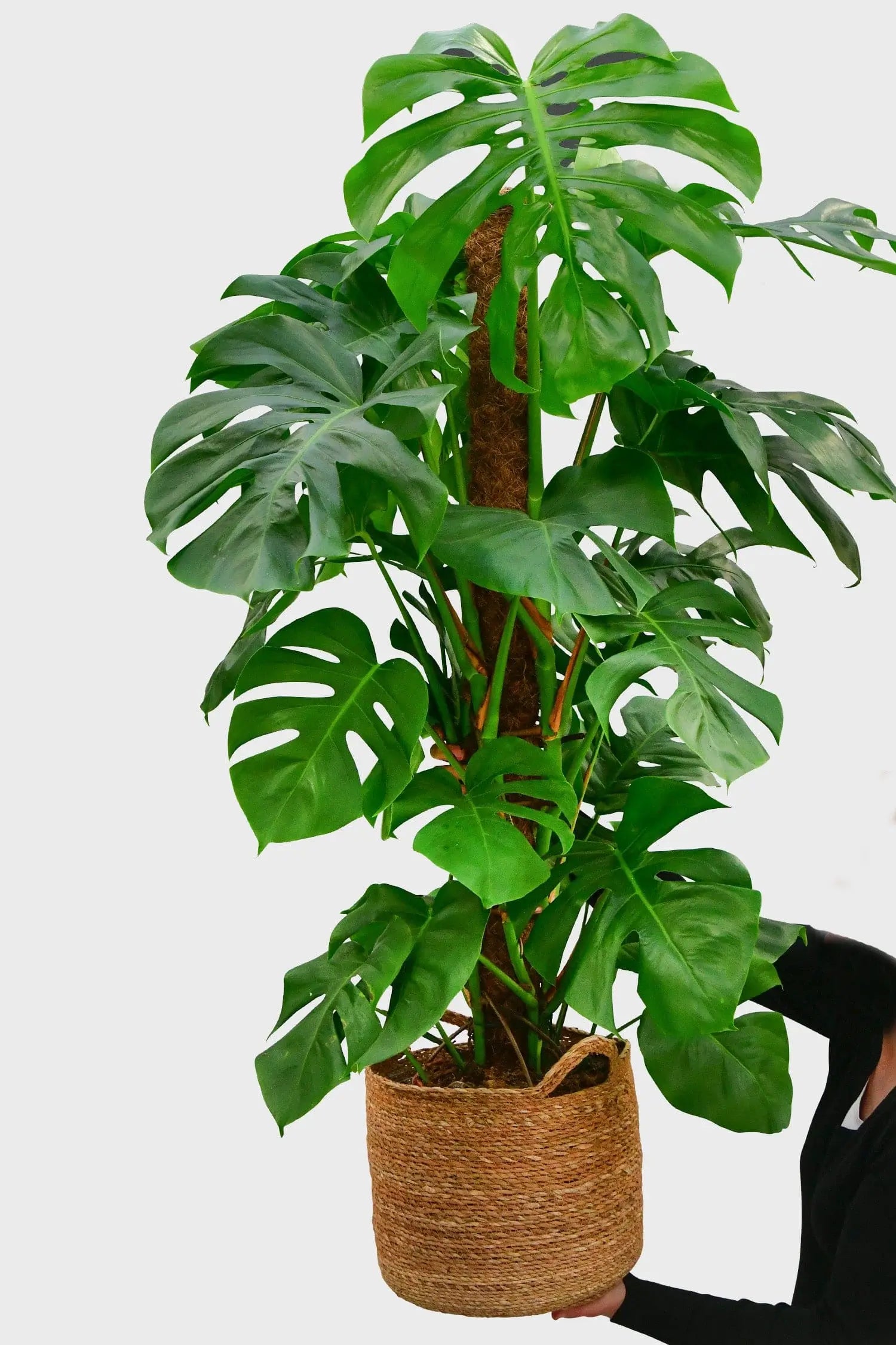 XXL Monstera am Stab