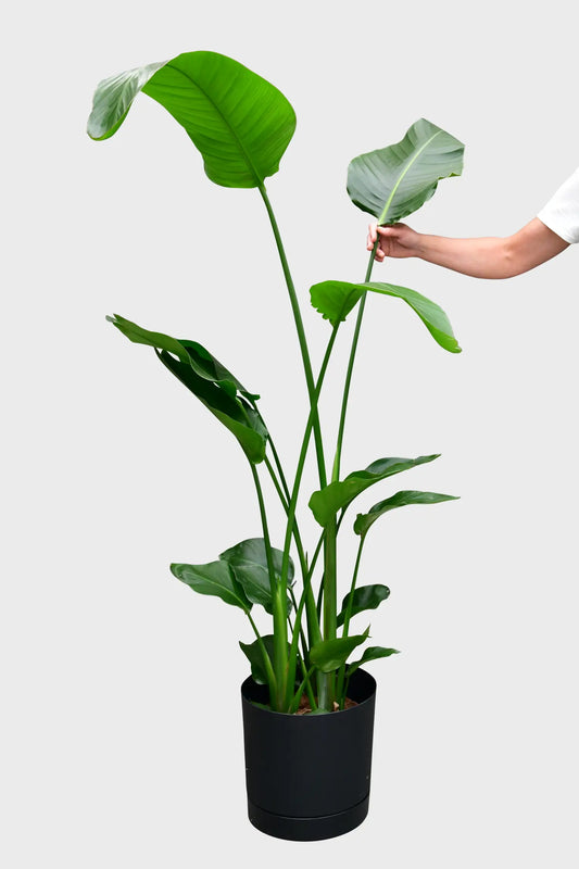 SPECIAL OFFER XXL Strelitzie 140-150cm