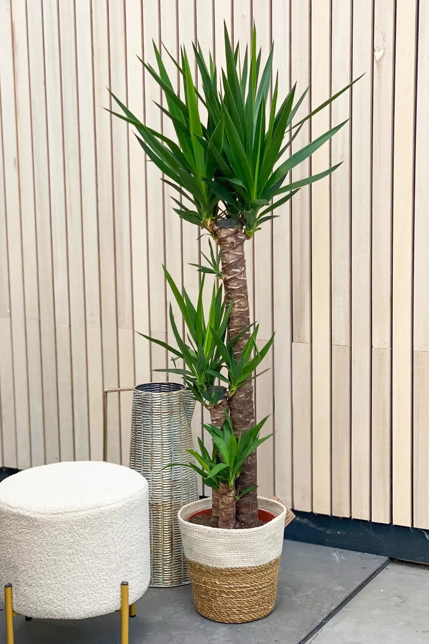 Grosse XXL Yucca Palme mit Deko im Wohnzimmer