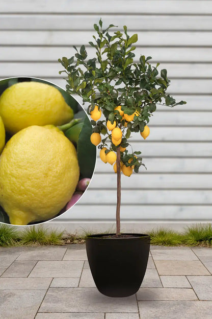 XXL Zitronenbaum 150cm