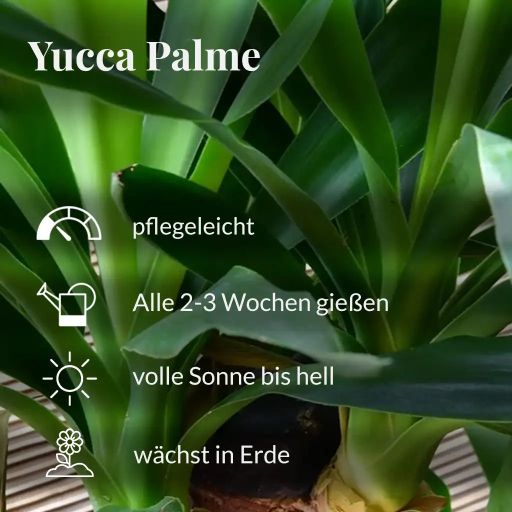 pflegeleichte Yucca Palme Pflegehinweise 