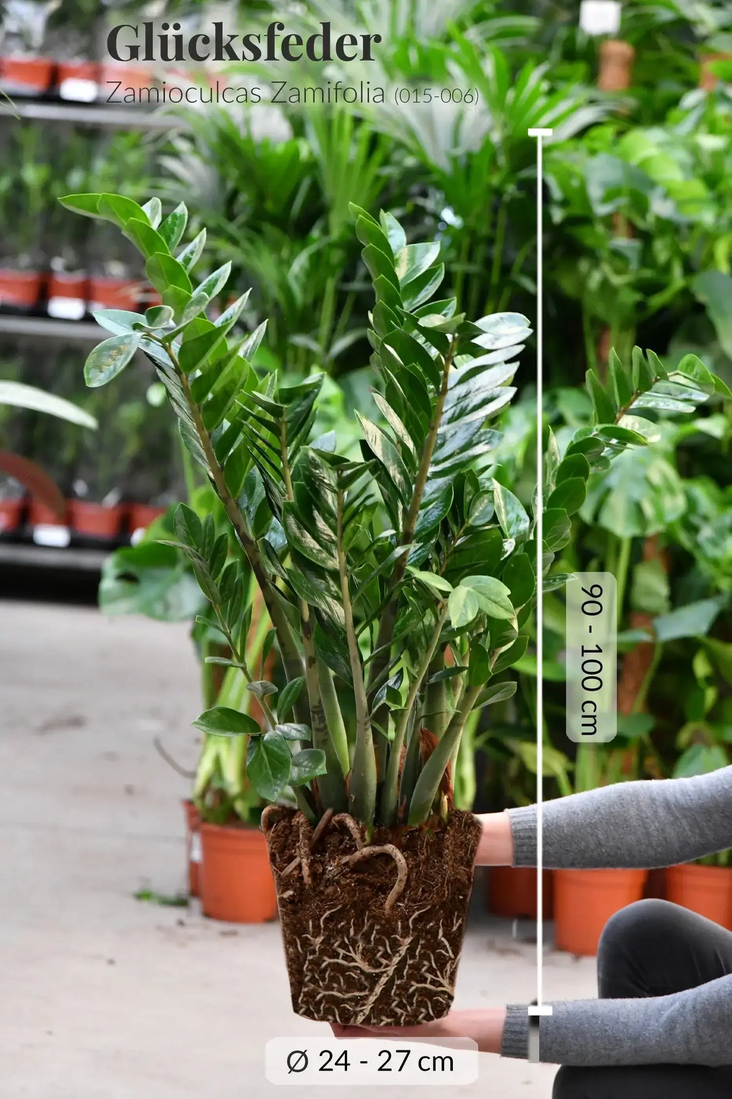 9er Set 3XXL 6XL Büropflanzen für wenig Licht in Seegraskörben