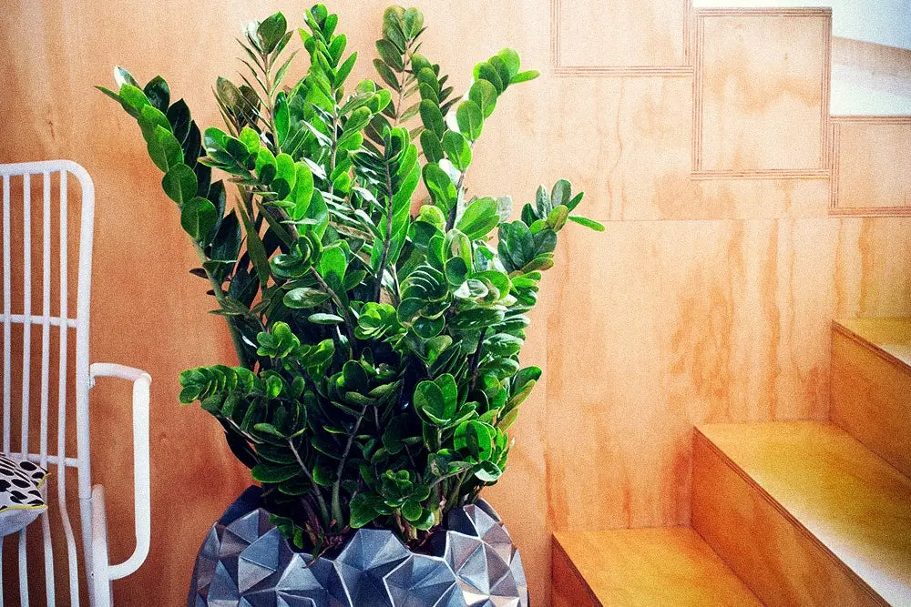 Glücksfeder in Topf