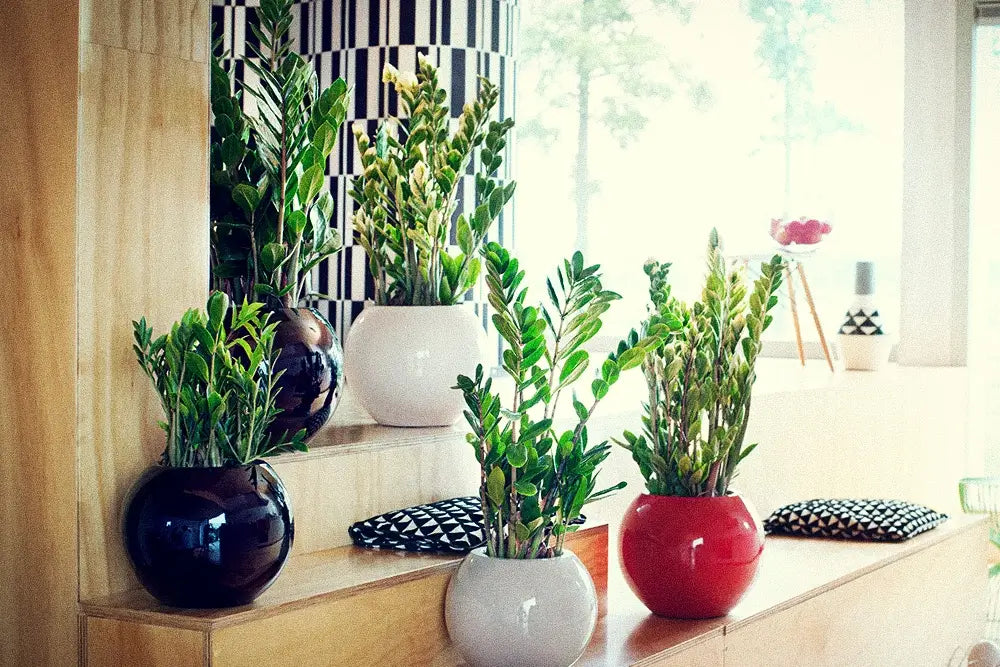 Mehrere Zamioculcas in Töpfen