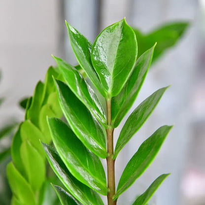 Mix & Match 6er Box pflegeleichte Pflanzen für wenig Licht