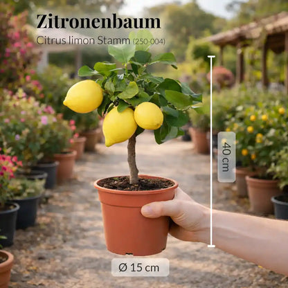 mediterraner Zitronenbaum mit Früchten frisch aus der Gärtnerei