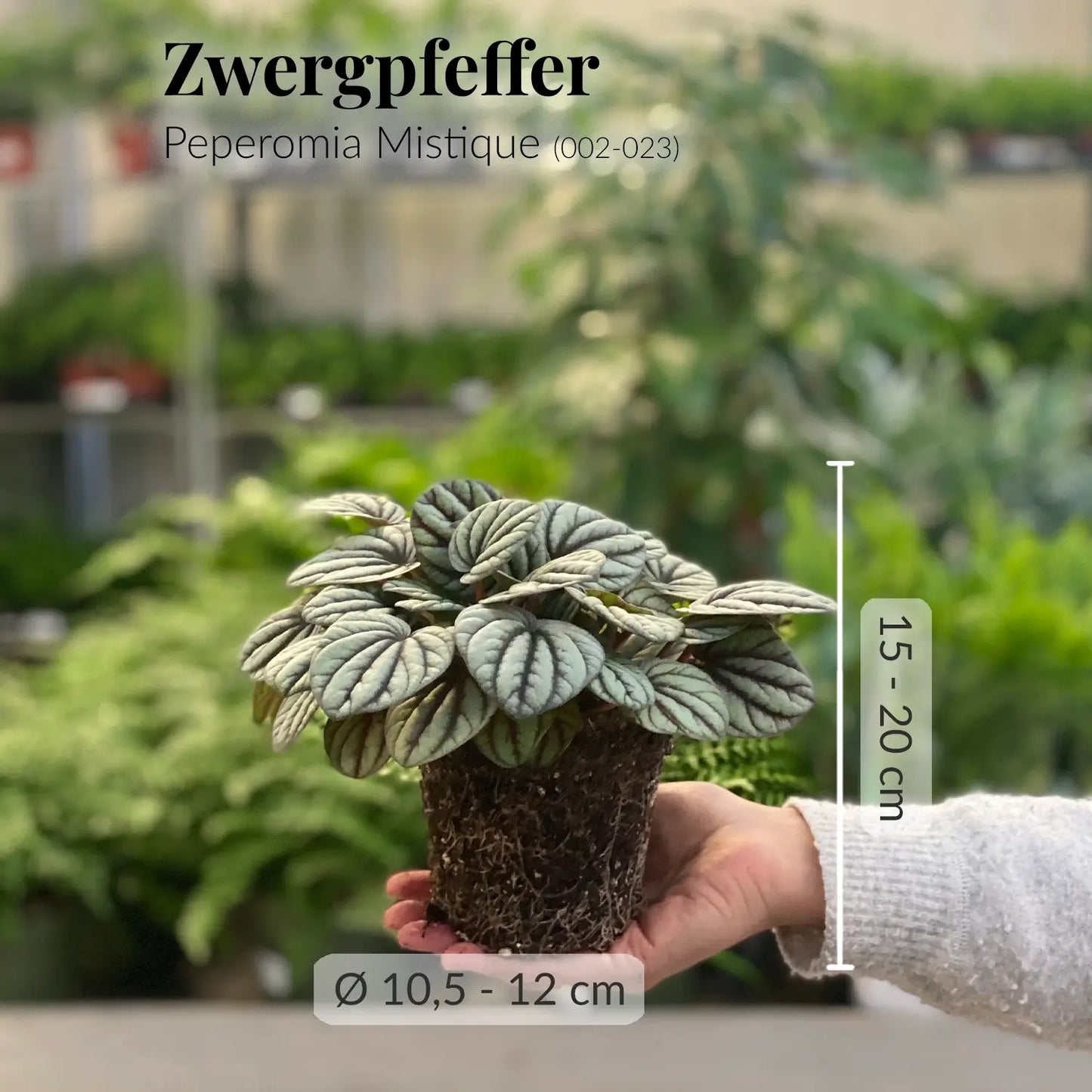 Frischer Zwergpfeffer Mistique mit gesunden Wurzeln direkt beim Gärtner