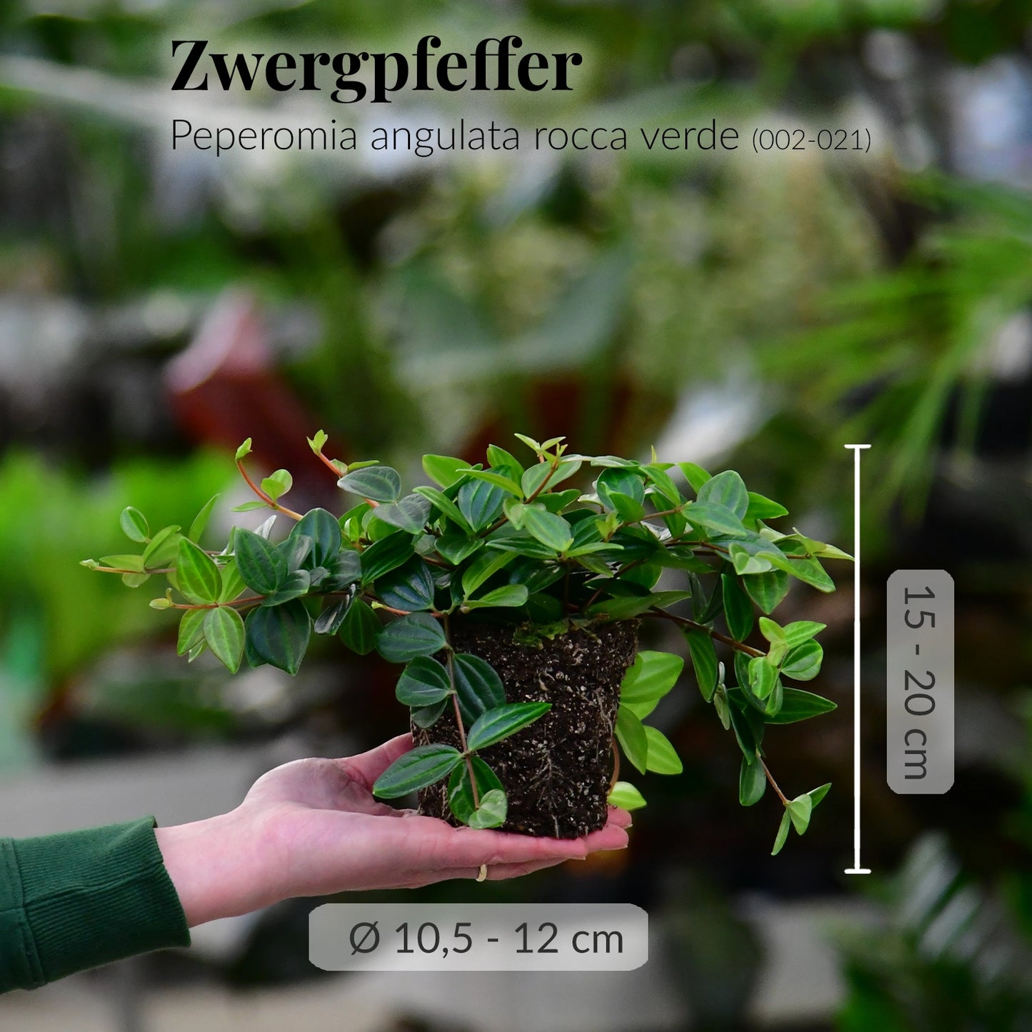 Tierfreundlicher Zwergpfeffer mit gesunden Wurzeln direkt beim Gärtner