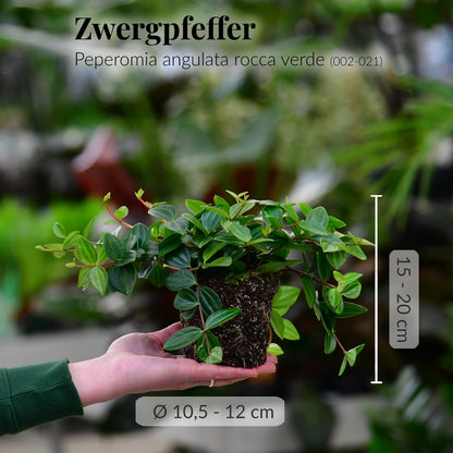 Tierfreundlicher Zwergpfeffer mit gesunden Wurzeln direkt beim Gärtner