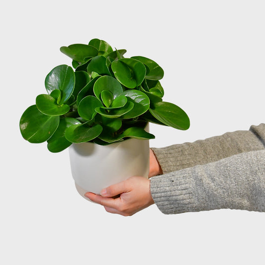 Peperomia No.14