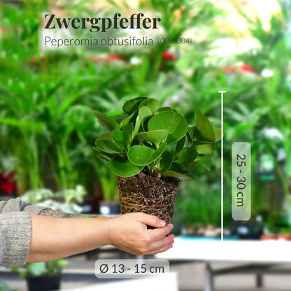 Kräftiger Zwergpfeffer mit gesunden Wurzeln direkt beim Gärtner