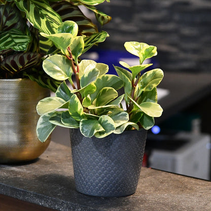 Mix & Match 3er Box Ungiftige Pflanzen - Sonnige Fensterbank