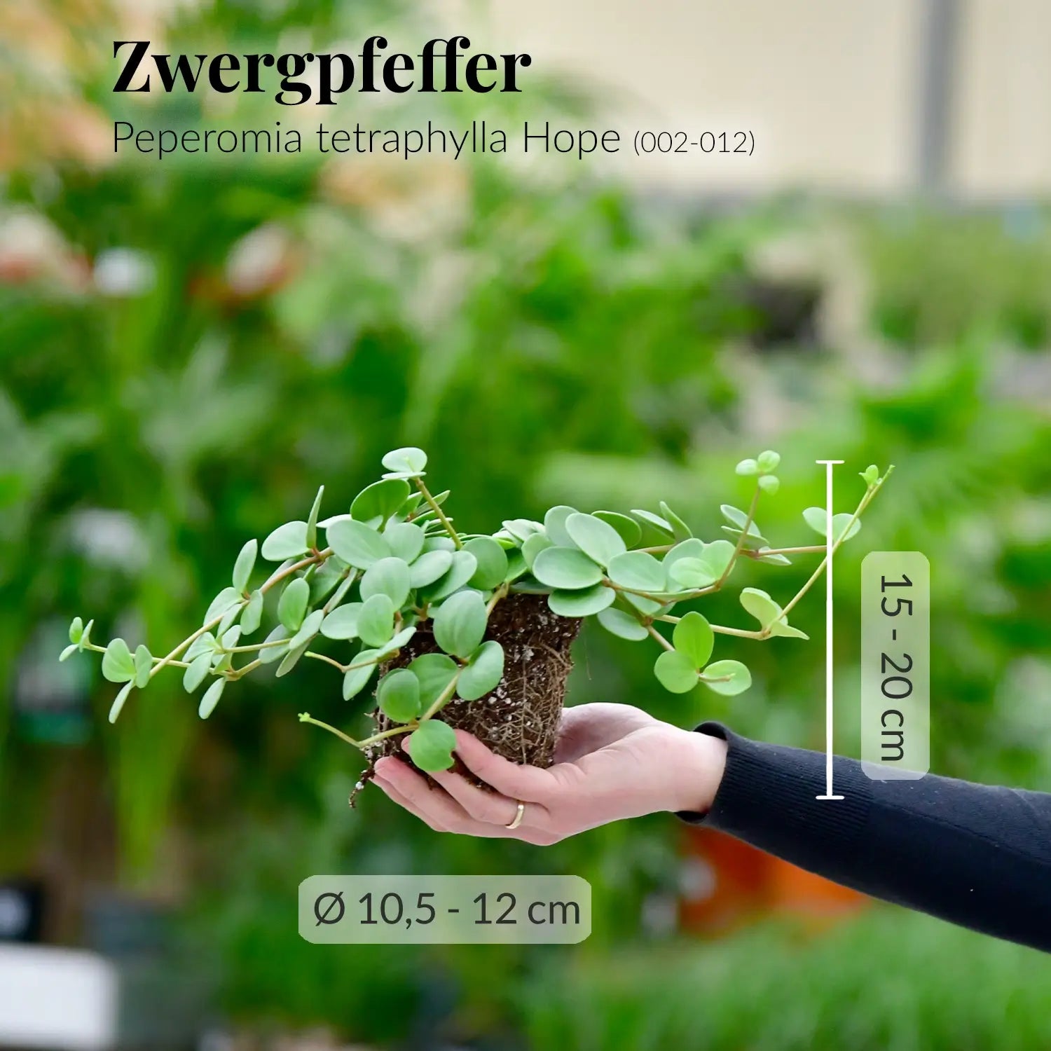 peperomia Pflanze frisch beim Gärtner mit Wurzeln
