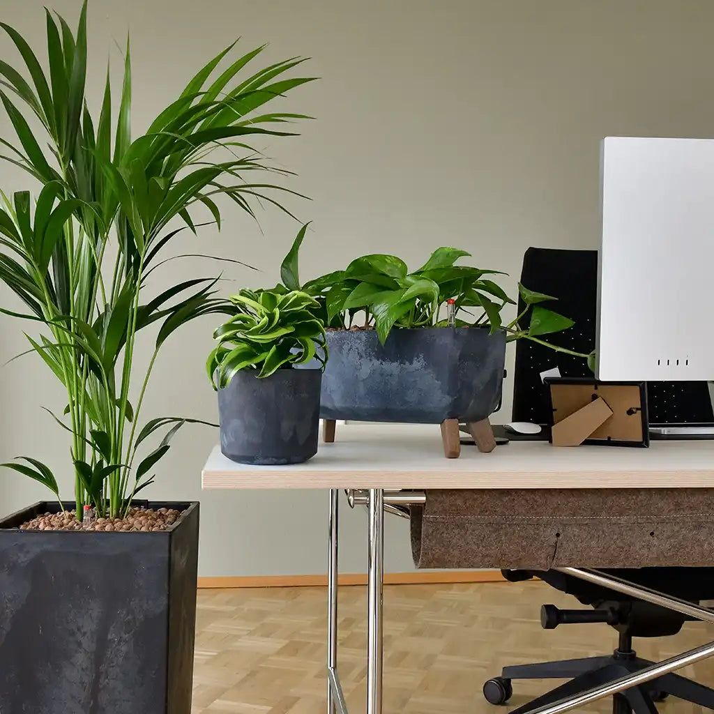 grünes Bürozimmer Hydrokulturpflanzen Bürobegrünung am Schreibtisch, Kentia Palme