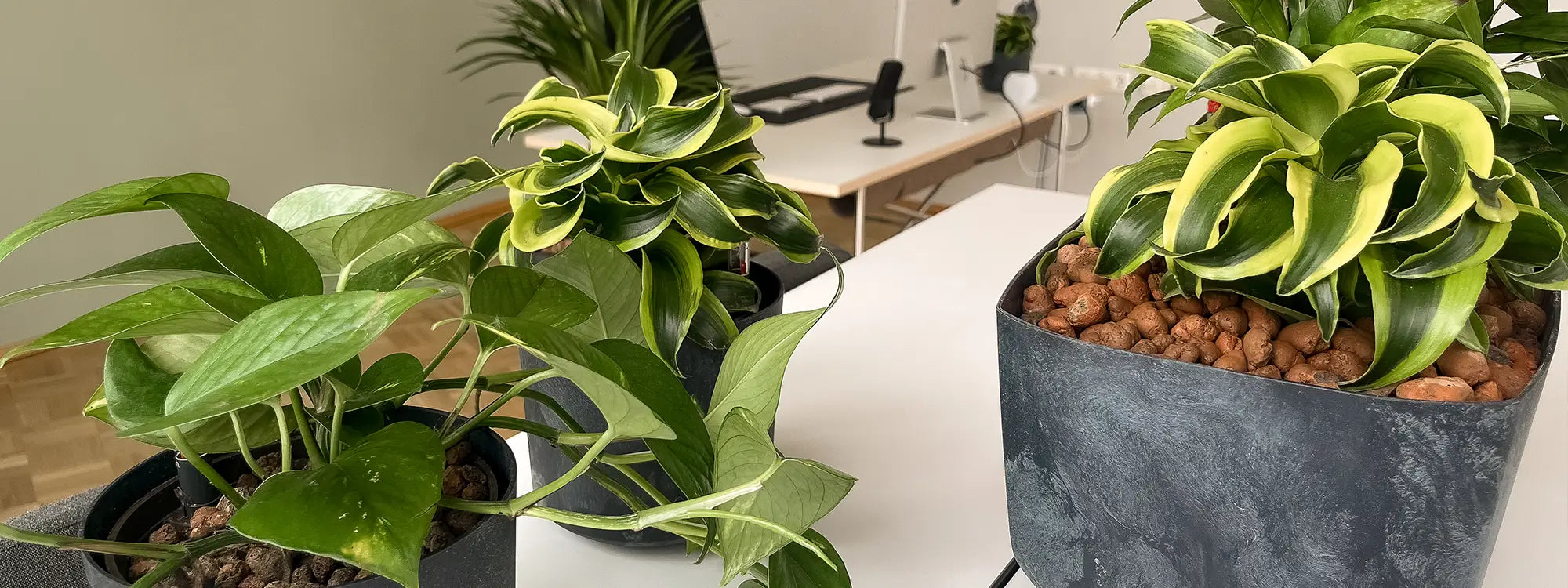 grünes Bürozimmer Hydrokulturpflanzen Bürobegrünung 