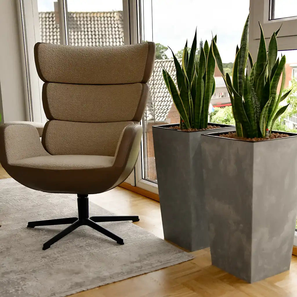 Bogenhanf Hydrokultur Büropflanzen mit Pflanztopf Bürobegrünung