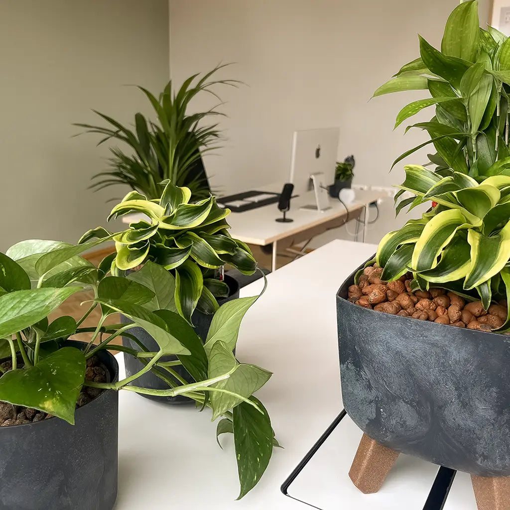 Büropflanzen, Hydrokultur, grünes Bürozimmer, 