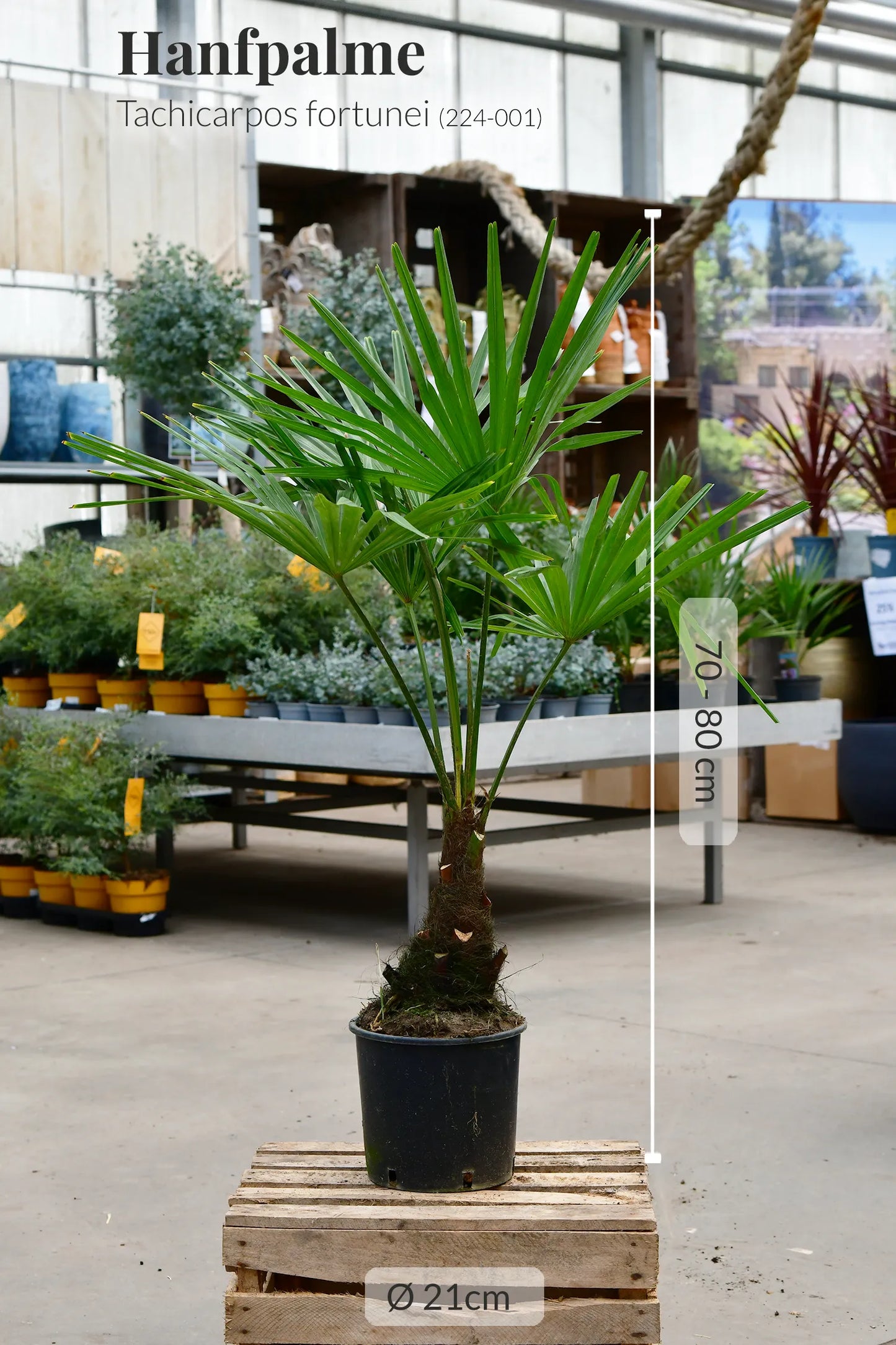 Große winterharte Hanfpalme