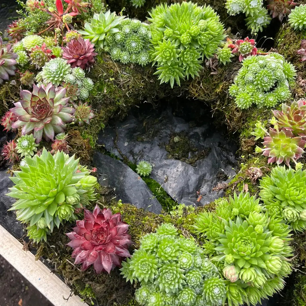 Balkonkranz mit Torfmoos und Sukkulenten, lebendiger Kranz, Gartendekoration