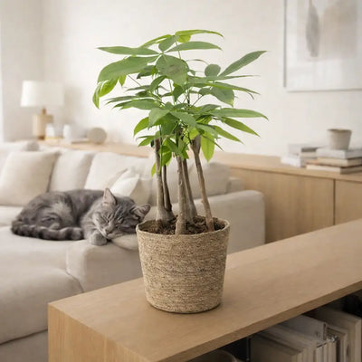 mehrstämmige ungiftige Glückkastanie im Seegraskorb mit Katze