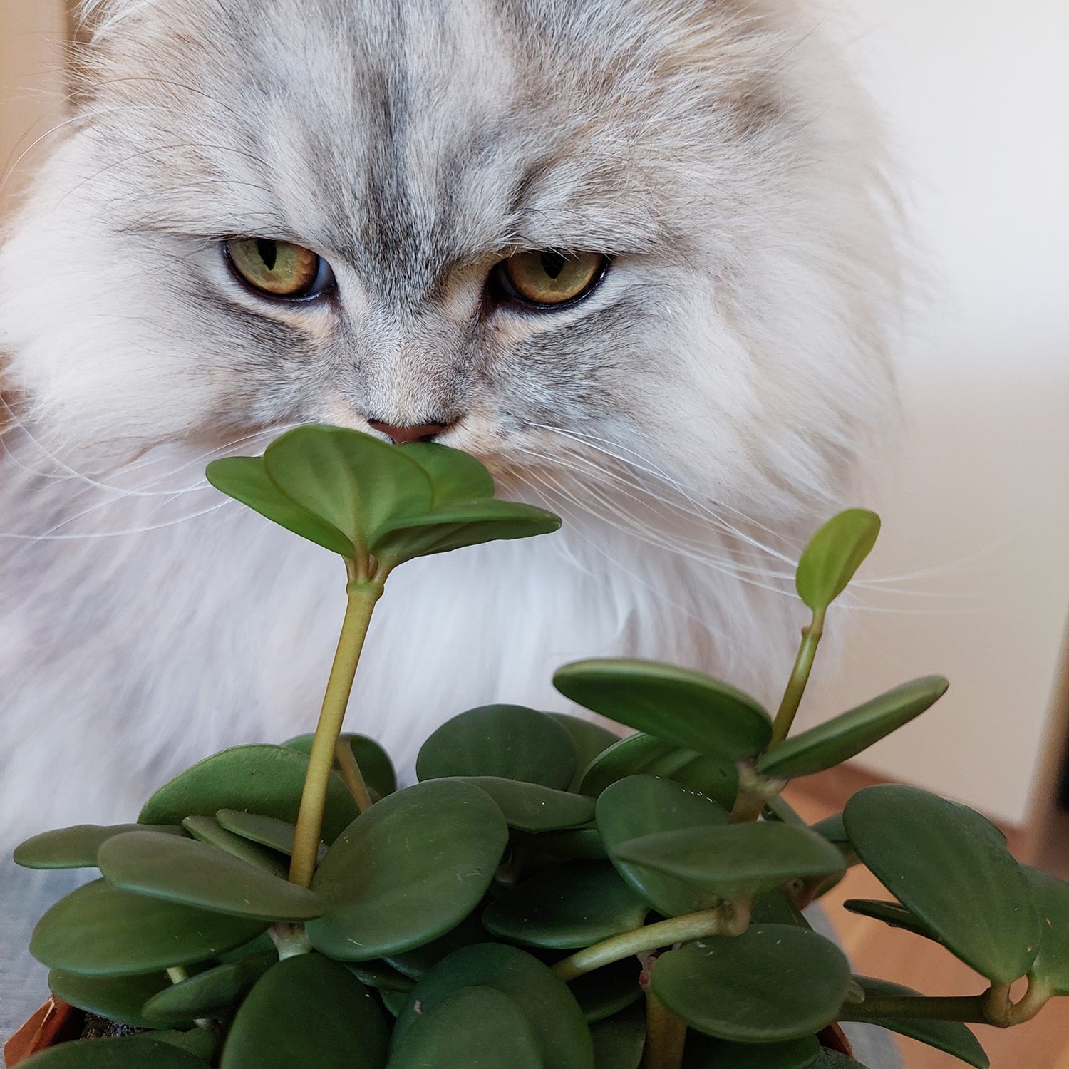 Katze riecht an Peperomia Zwergpfeffer