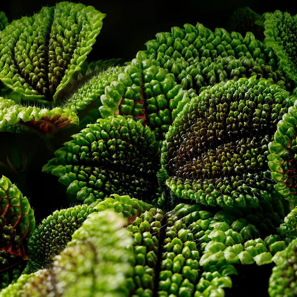 Pilea involucrata ZImmerpflanze Nahaufnahme Blatt
