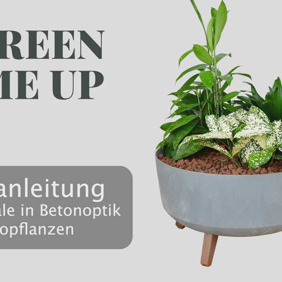 So werden Hydrokulturpflanzen zusammen in eine cahle mit 40cm Durchmesser gepflanzt.