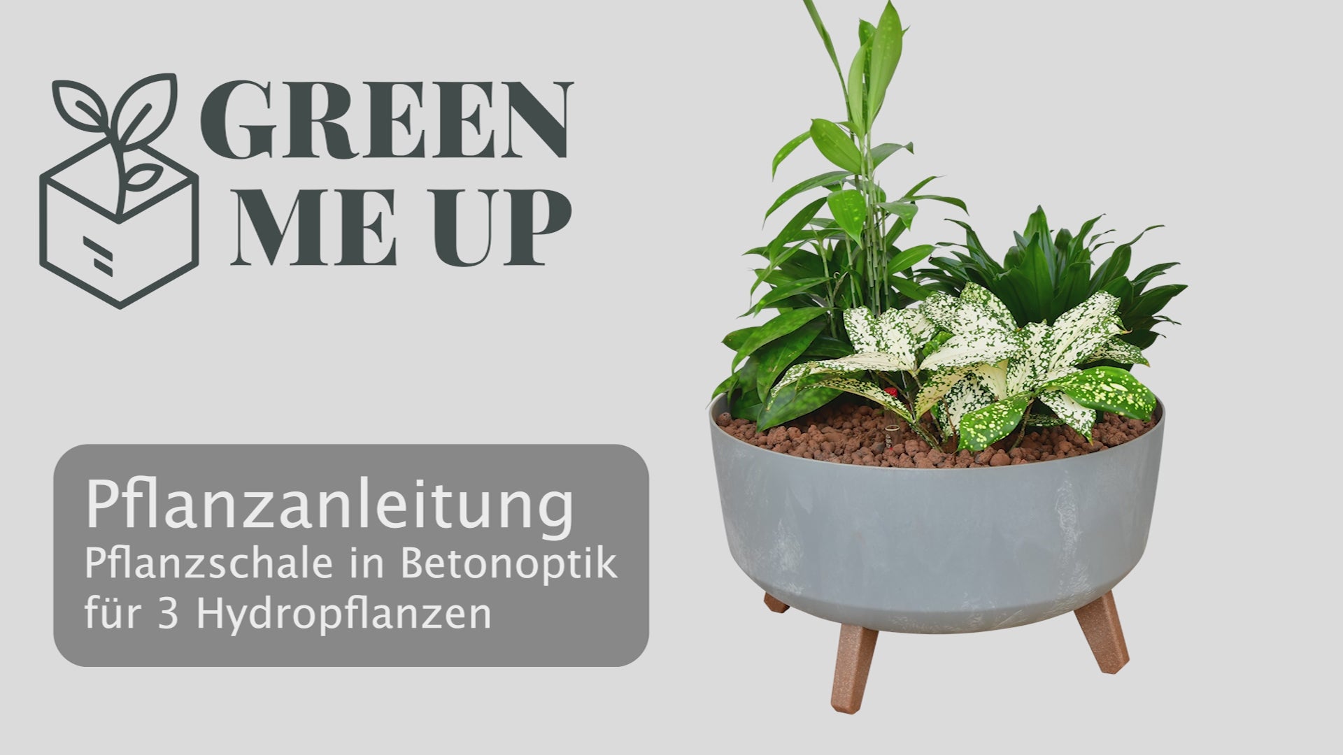 So werden Hydrokulturpflanzen zusammen in eine cahle mit 40cm Durchmesser gepflanzt.