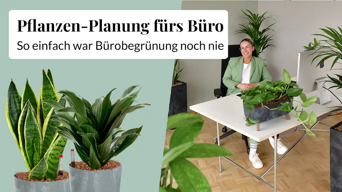 Palettenlieferung Hydrokulturpflanzen, Bürobegrünung schnell, einfach und unkompliziert, 