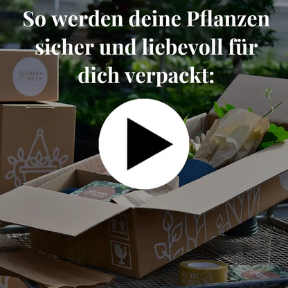 Babypflanzen Trio Tierfreundlich