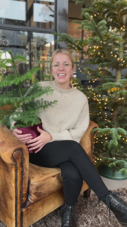 Große Zimmertanne, 80-90cm