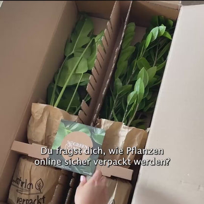 6er Box Grüne Erstausstattung