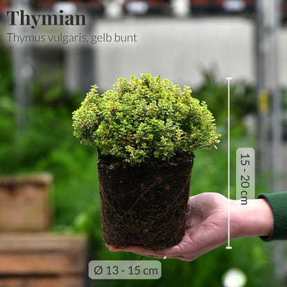 4er Box winterharte italienische Kräuter