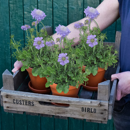 3er Box Tauben-Skabiose