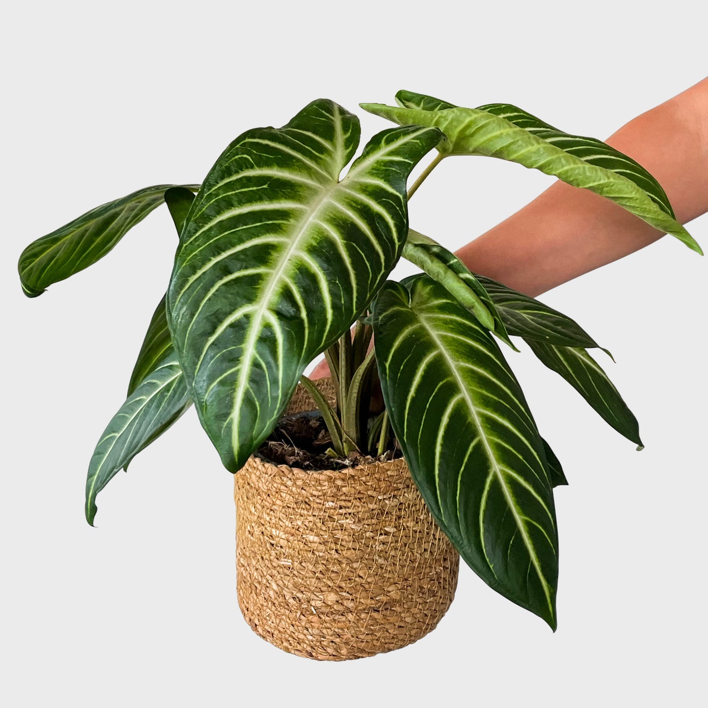 Sammlerstück Caladium Angel Wings