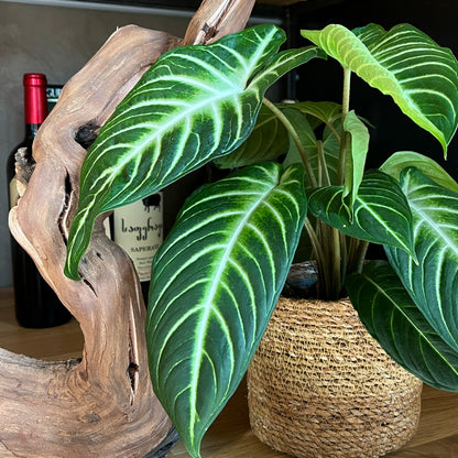 Sammlerstück Caladium Angel Wings