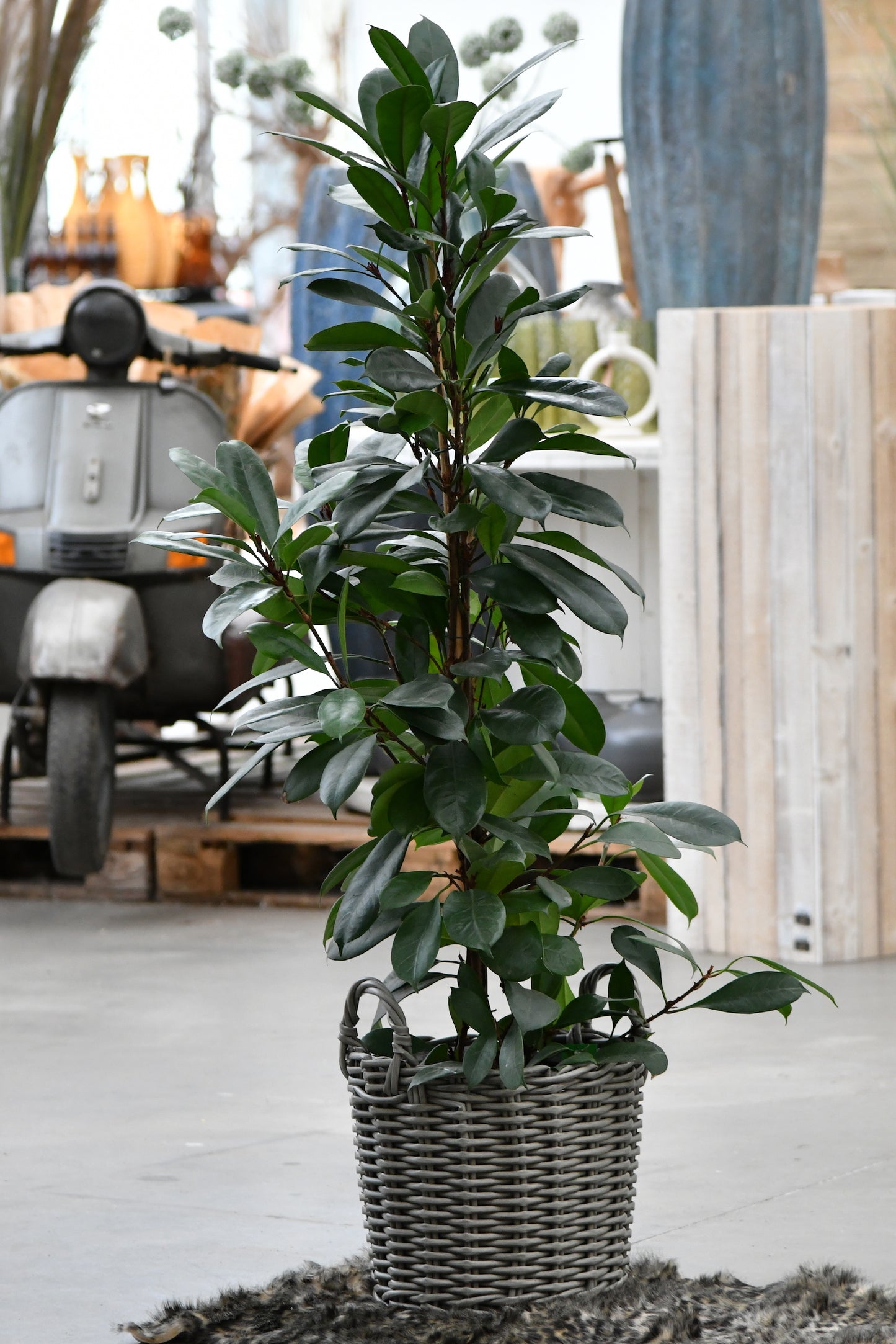 XXL Afrikanischer Feigenbaum 130-140cm