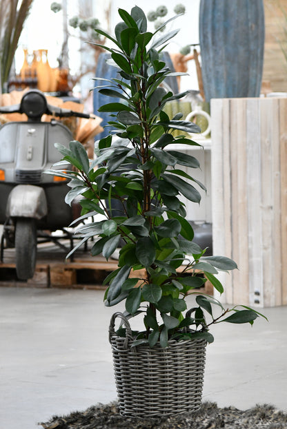 XXL Afrikanischer Feigenbaum 130-140cm