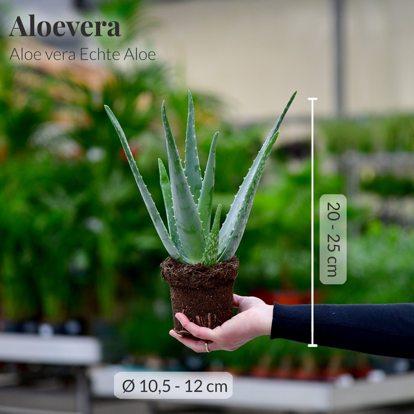 Das echte Aloevera Duo