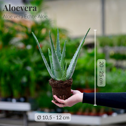 Das echte Aloevera Duo