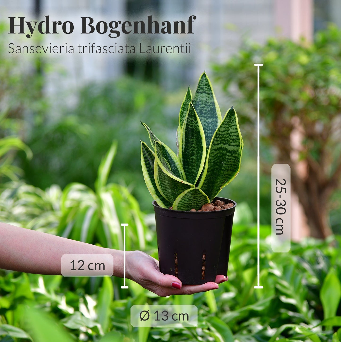 Hydro 3er Pflanzen Set Sansevieria Laurentii