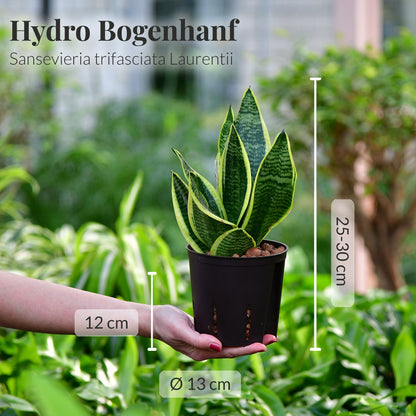 Hydro 3er Pflanzen Set Sansevieria Laurentii