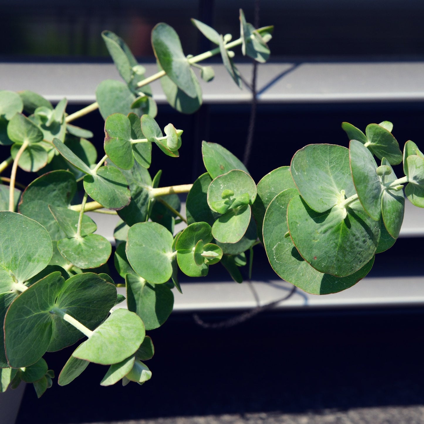 Blauer Eukalyptus Pflanze