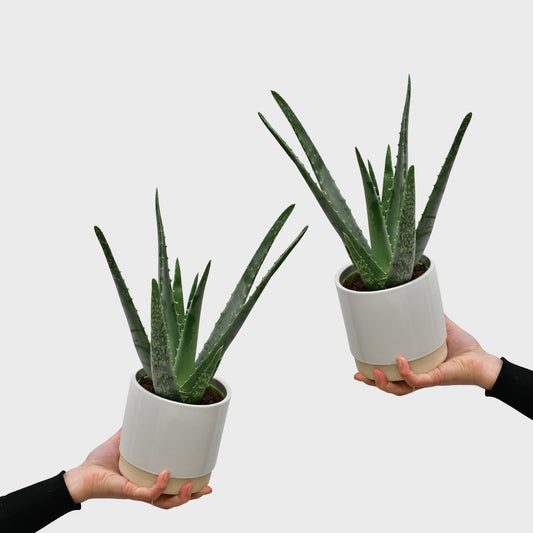 Das echte Aloevera Duo