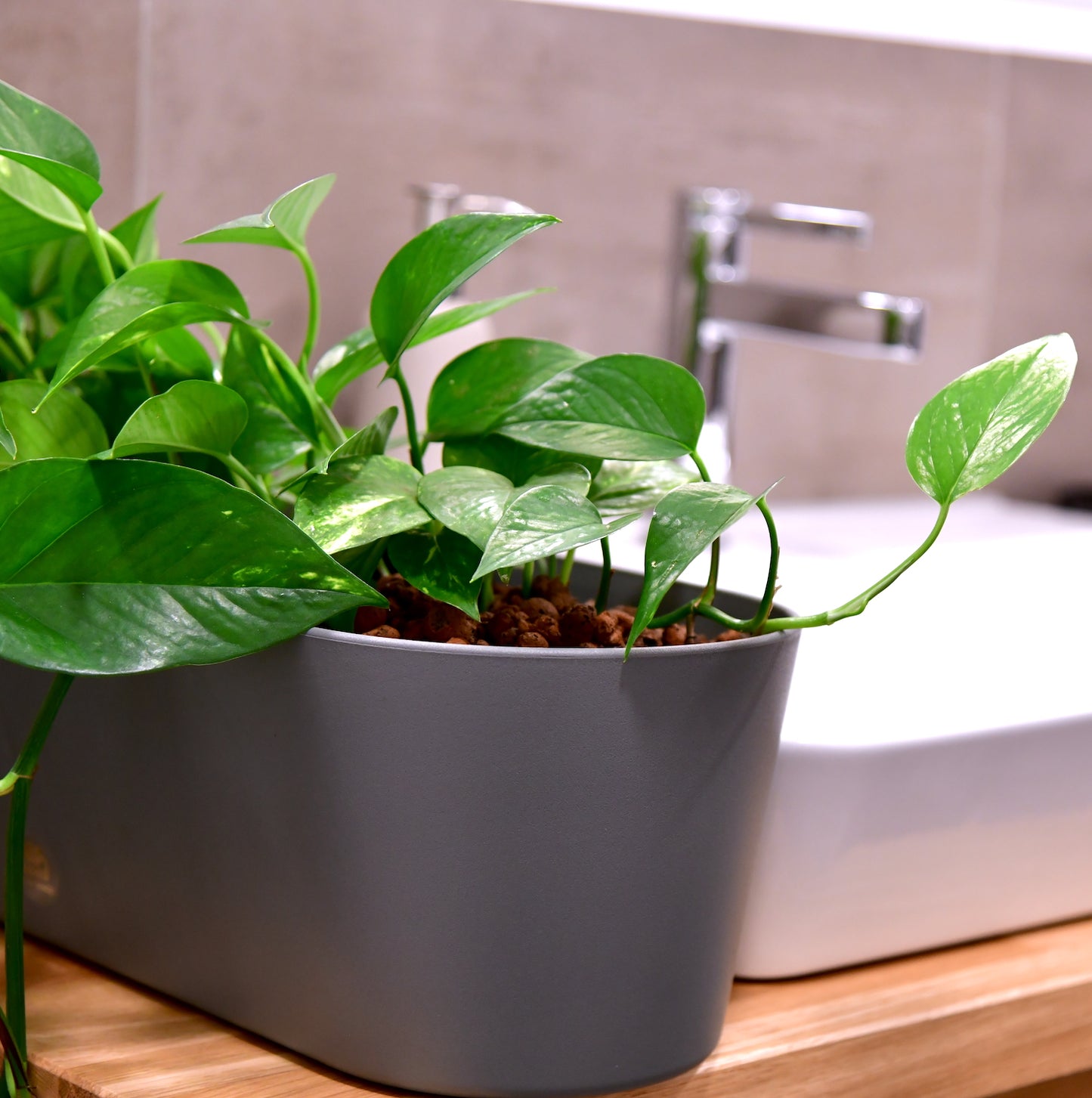 Hydro Bad Set Hängepflanzen