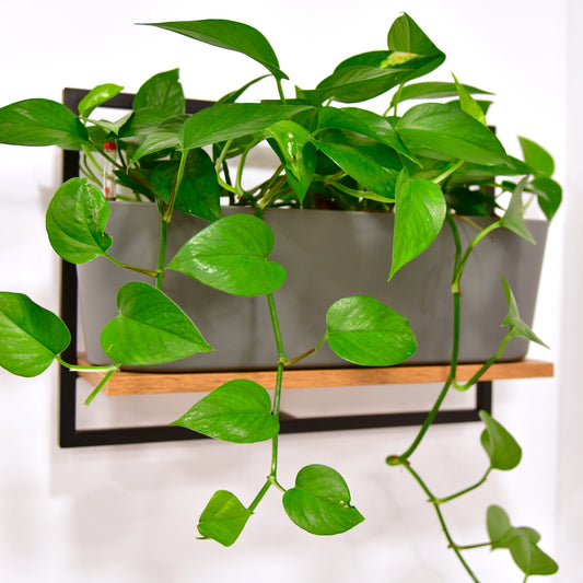 Hydro Bad Set Hängepflanzen