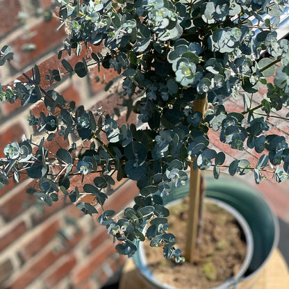 Eukalyptus Bäumchen