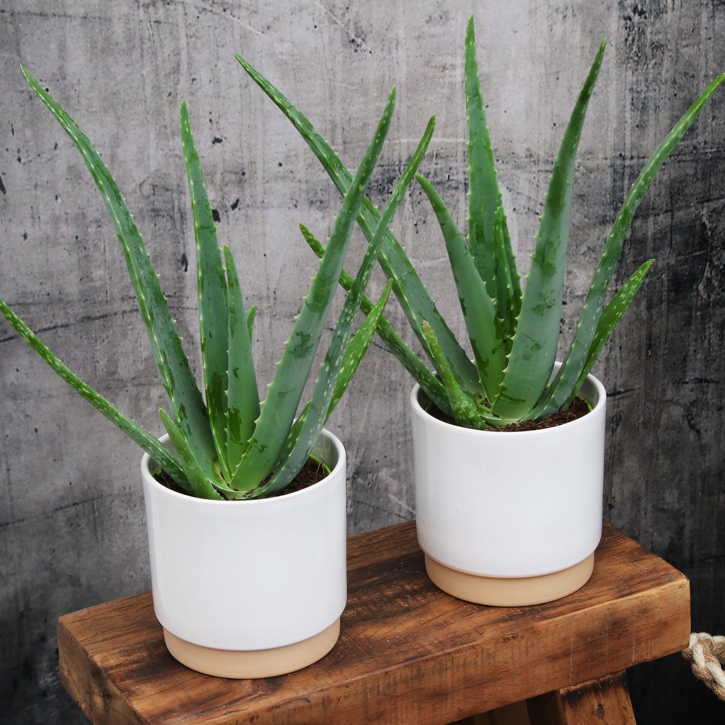 Das echte Aloevera Duo