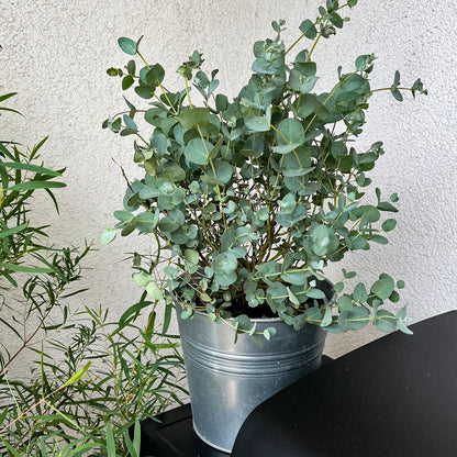 Eukalyptus Busch