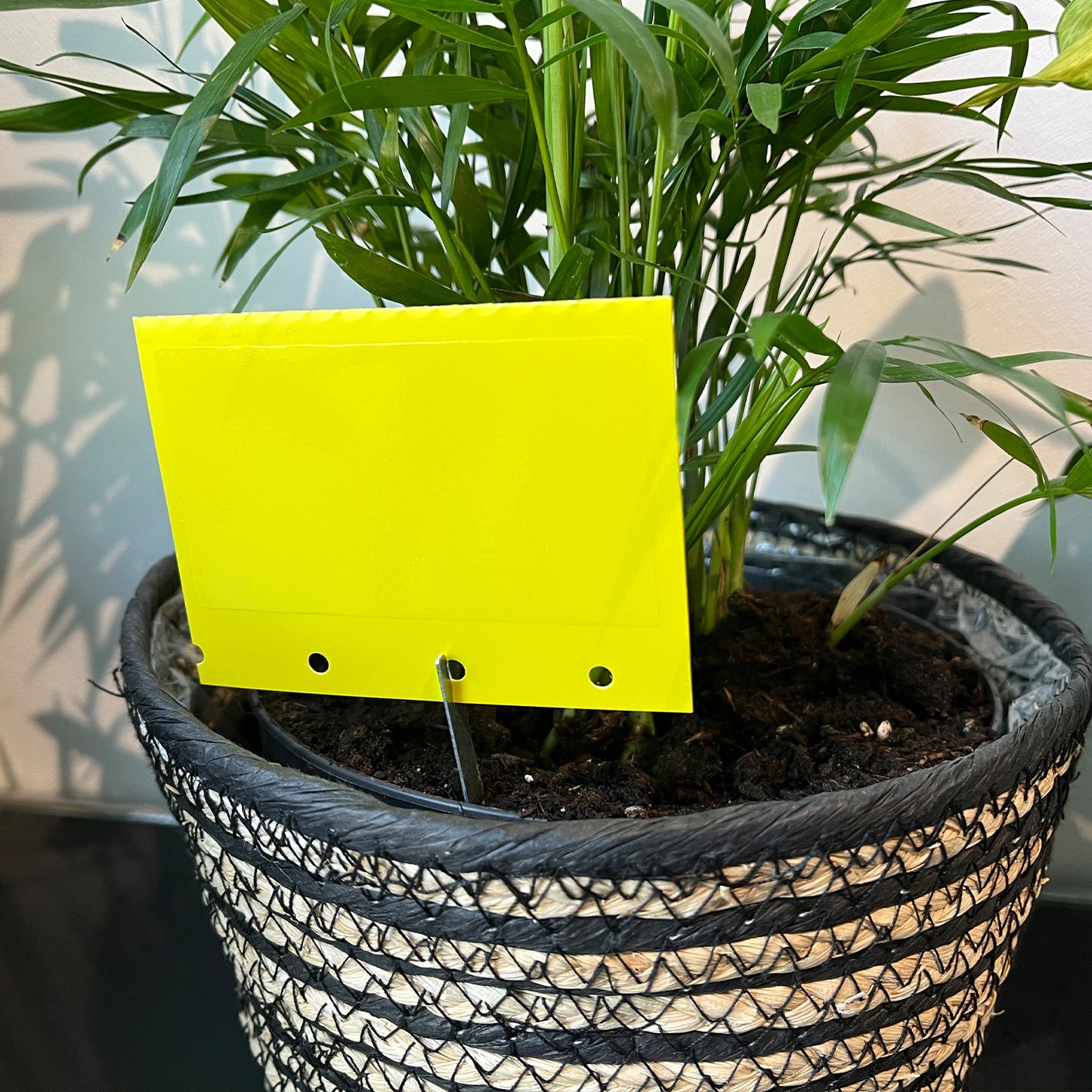 Leimtafeln Gelbtafeln 20 Stück